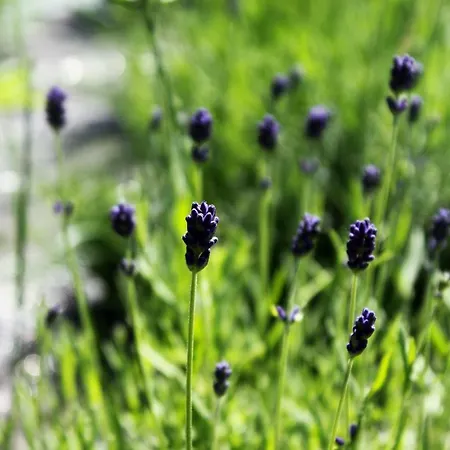 Koszarka Venue & Resort