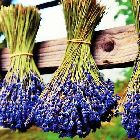 Resort Koszarka Venue &