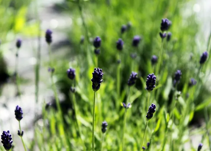 Koszarka Venue & Station touristique