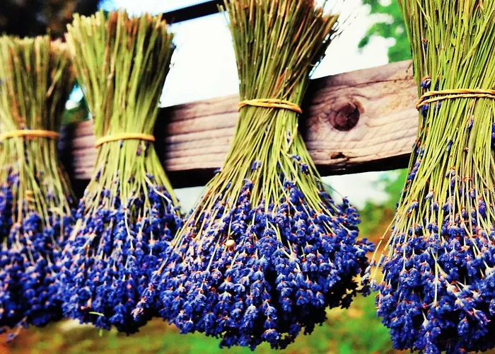 Station touristique Koszarka Venue &